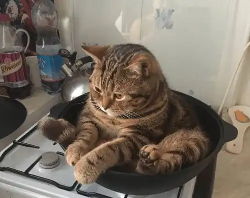  猫好烦哦,主人长得丑还总摸我