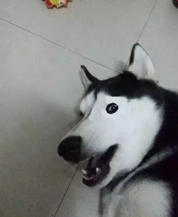 二哈搞笑表情图片犯错