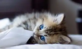猫咪冲刺表情包公猫