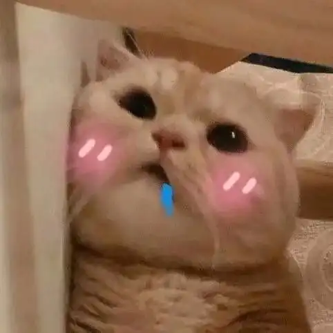 喵喵卖萌的日常 喵喵卖萌的日常