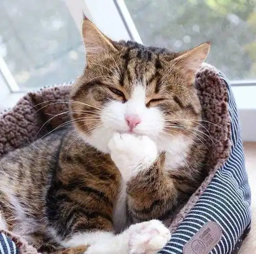  猫咪如果存在这几个特征,那么它非常喜欢你,依赖你