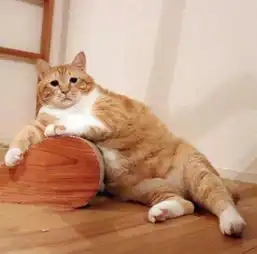 橘猫被拖鞋打表情包