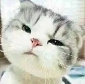  猫咪搞怪八连拍表情包
