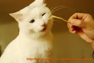  毛毛不甘当绿叶16