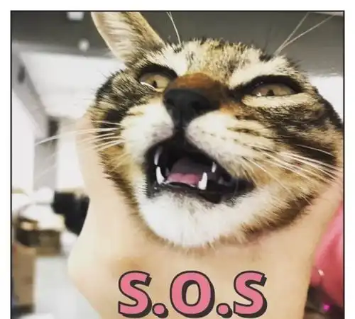  小区流浪猫成功逆袭论如何走上喵生巅峰