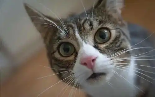  小猫偷吃粘一脸豆子,当场变身爆笑表情包,主人又好气又好笑
