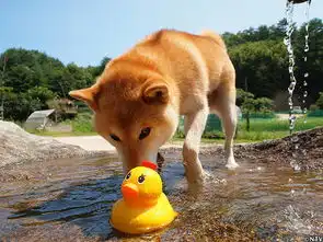  悼念表情包柴犬之前,是不是应该先了解一下事实