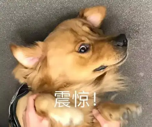  进来看舔狗直播