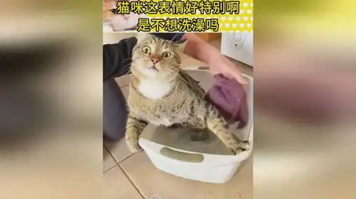  猫咪这表情好特别啊,是不想洗澡吗