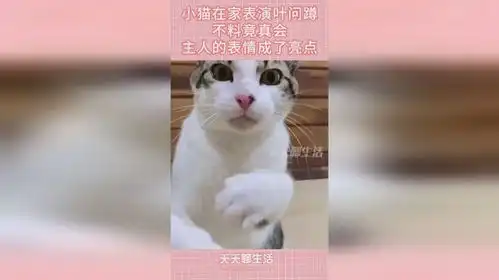  小猫在家表演叶问蹲,不料竟真会,主人的表情成了亮点