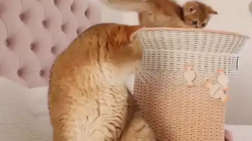  猫妈不在家,猫爸带娃,看这表情就知道有多难