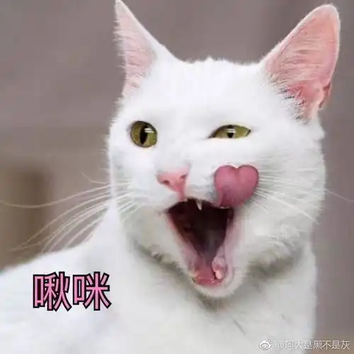  一个星期回家两天,猫会不会跟你熟