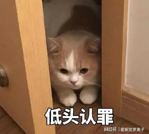 猫咪冲刺表情包道歉