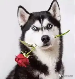 qq表情搞笑带字的图片哈