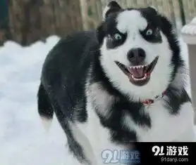  哈士奇大眼睛表情包在哪下载哈士奇大眼睛高清表情包分享