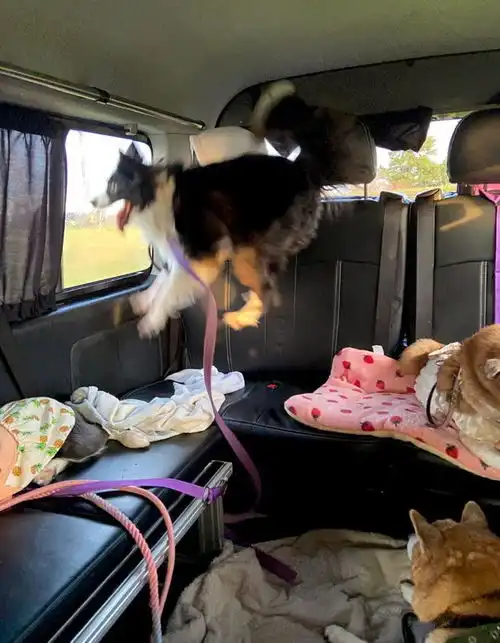  换了新车载狗子出去玩,边牧直接开心到飞起...表情超夸张