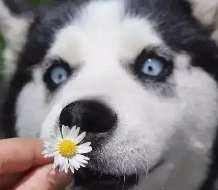  小哥一口气养了17只二哈,这阵仗真大,网友没矿不敢这么玩