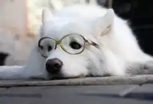  让哈士奇去当警犬,我能笑一年......
