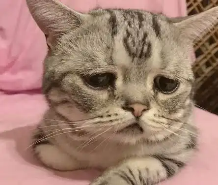  猫咪因长相怪异走红网络,拥有百万粉丝,每一张照片都能当表情包