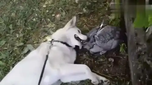  搞笑动物合集主人帮二哈挠痒痒,二哈的表情太搞笑了