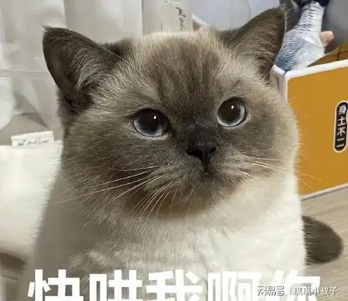  你养的猫,其实暴露了你的性格,网友真的太准了