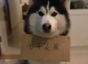  哈士奇和狼的区别,简直萌翻我