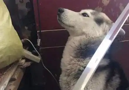 二哈又闯祸了,主人假装拿刀威胁它,没想到这货竟然一脸 二哈又闯祸了,主人假装拿刀威胁它,没想到这货竟然一脸