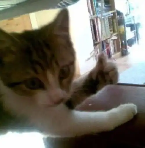 担心表情包猫咪老哥稳