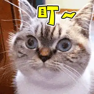 请问有没有超级萌的猫咪表情包