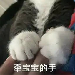 担心表情包猫咪猫爪