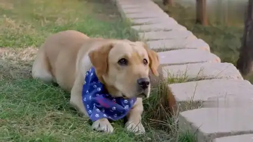  妈妈的手提包被抢,宠物狗秒变特种犬制服小偷,路人看了都惊了
