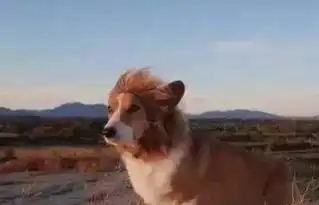  柯基柴犬二哈,没想到这些活在表情包里熟悉的狗狗身影,已经离世