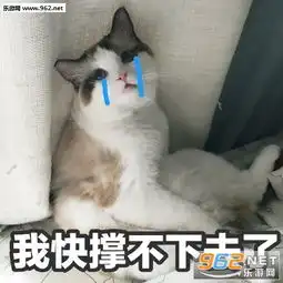 江南江北一条街打听打听谁是爹小猫表情包我不仅看到了我还要出去乱说可爱猫咪表情包下载乐游网游戏下载