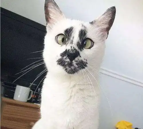  i天使猫猫进