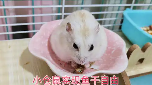 小仓鼠表情包图片大全小