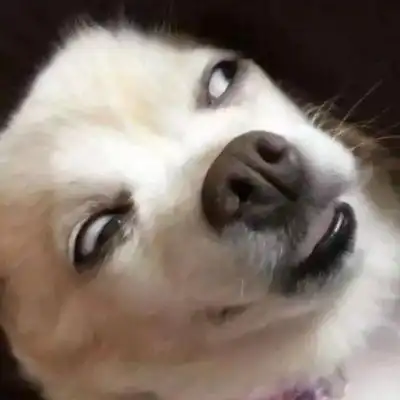  沙雕文