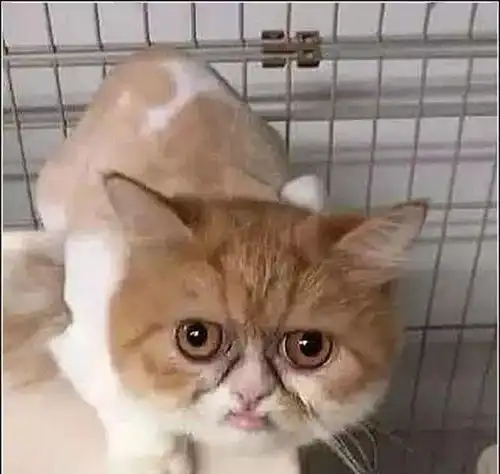  男子给加菲猫剪毛,突然发现它的表情有点奇怪,低头一看不淡定了