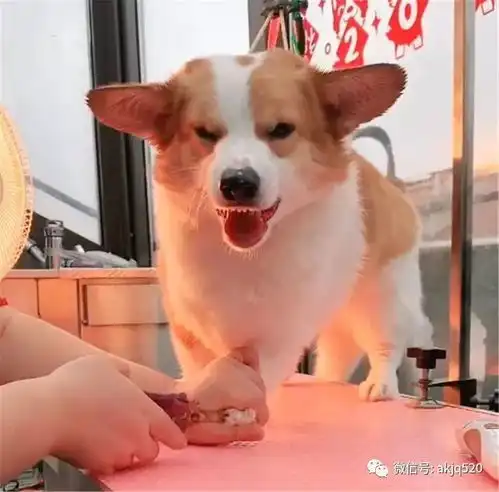  柯基在宠物店龇牙咧嘴,工作人员把嘴套放在狗面前,狗的表现亮了