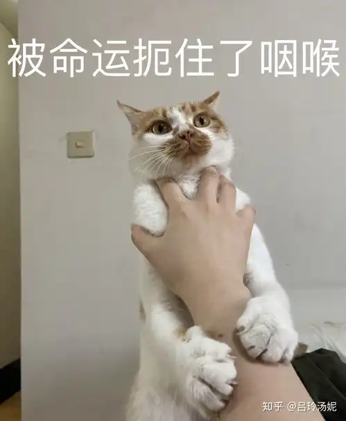  有没有沙雕橘猫的头像或表情包