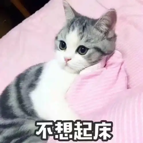  为什么猫咪这么受欢迎
