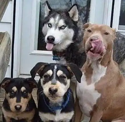 二哈搞笑表情图片比特犬