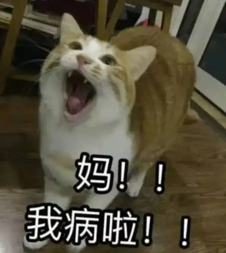  都说一孕傻三年,猫也不例外...