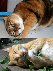 猫咪冲刺表情包吐舌头