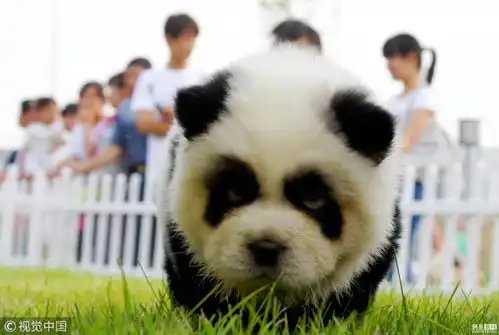 国际新闻_环球网 国际新闻_环球网