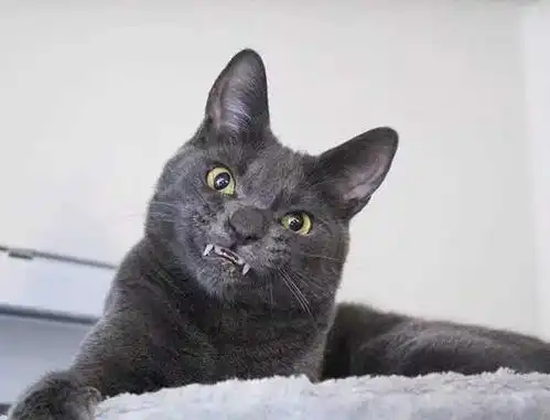  开心一刻笑话我一同事额头上有道疤,我一想这是有故事啊