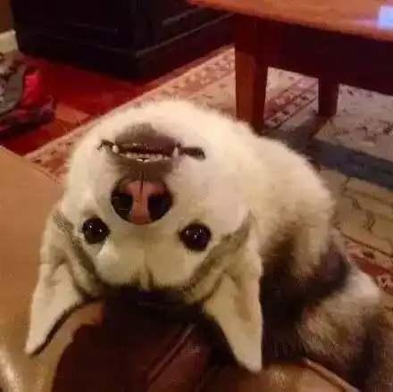  哈士奇,为表情包而生的狗子