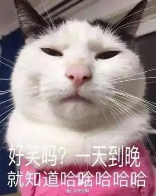  猫咪咕噜就是很喜欢你别傻了好吗
