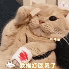 猫咪gif表情包 猫咪gif表情包