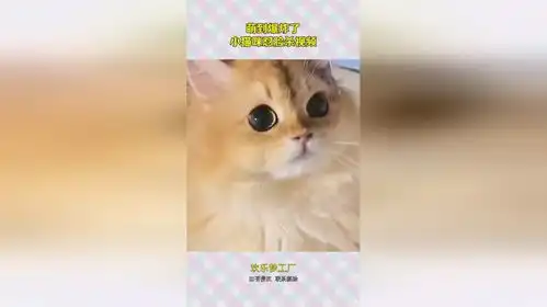  萌到爆炸了,小猫咪怼脸杀视频