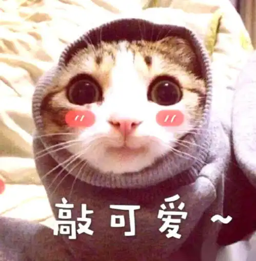  路边捡到一只小奶猫,带回家清洗,下一秒被它的举动瞬间萌化了